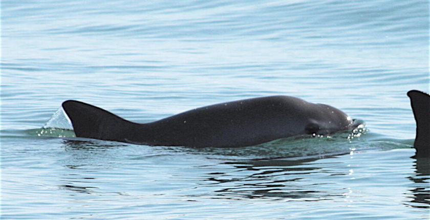 svetski dan divljih vrsta 2022 vaquita wwf