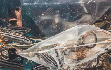 Albanija zabranila jednokratne plasticne kese