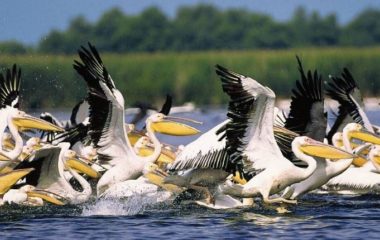 Svaki dan je Dan Dunava: značaj priobalja i bogatstvo reke