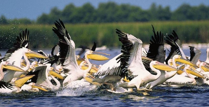 Svaki dan je Dan Dunava: značaj priobalja i bogatstvo reke