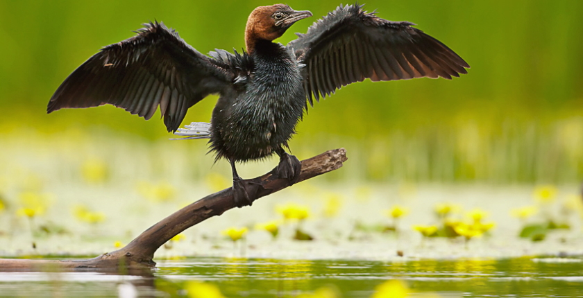 Ada Ciganlija zasticeni predeo izuzetnih odlika