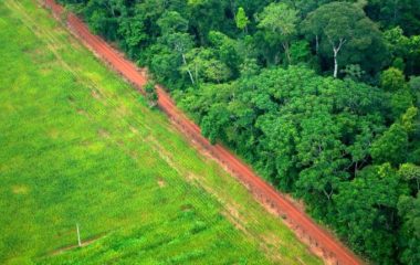 Tri najveće centralne banke dele odgovornost za krčenje šuma u Amazonu