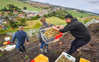 sarbone tradicionalni sardone Francuzi jalovistu bivseg rudnika