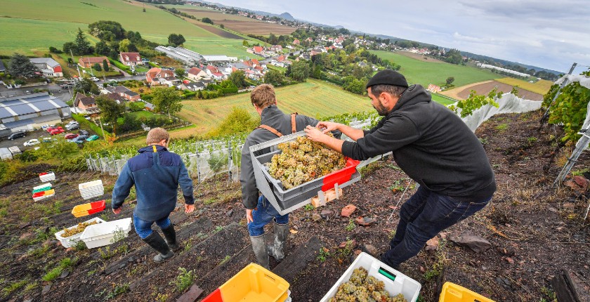 sarbone tradicionalni sardone Francuzi jalovistu bivseg rudnika