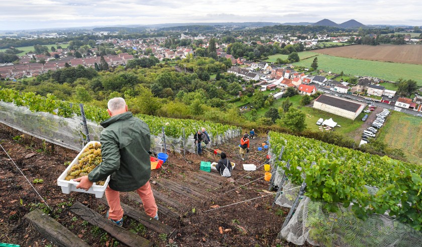 sardone Francuzi jalovistu