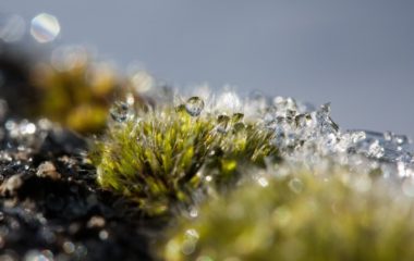 Evropska klimatska inicijativa nudi donacije do milion evra