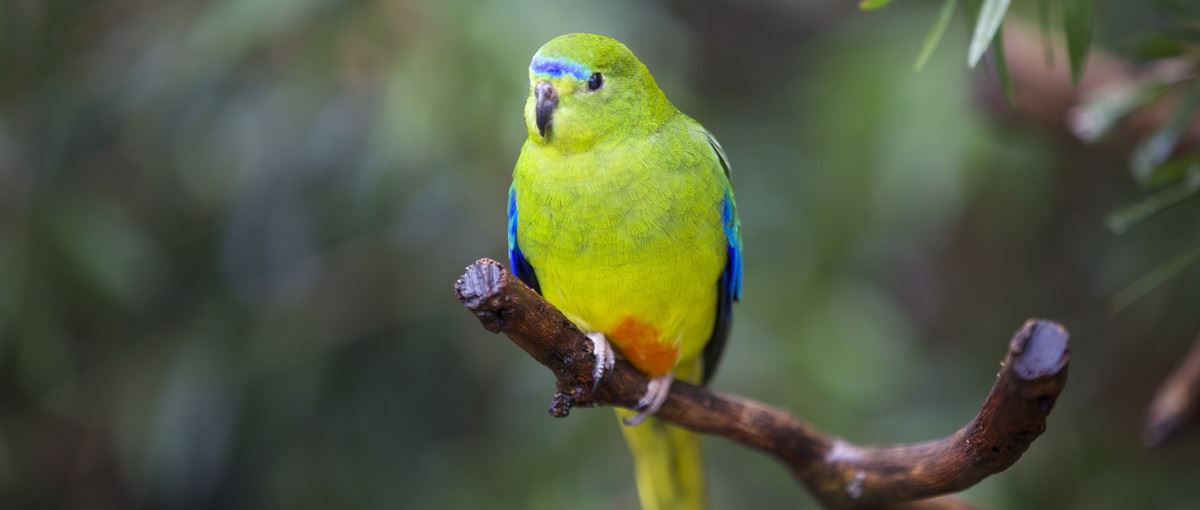 vetroparkovi ptice papagaji narandzast stomak australija