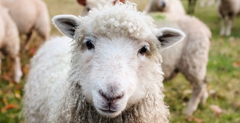 ovce sa niskom emisijom metana