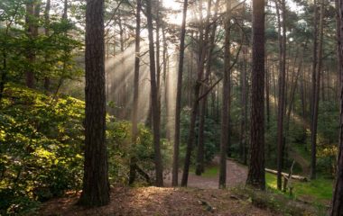Svetski dan šuma 2023: zdrave šume za zdrave ljude