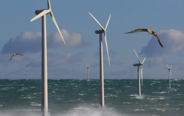 Holandija zaustavila rad vetroelektrana kako bi ptice selice bezbedno migrirale