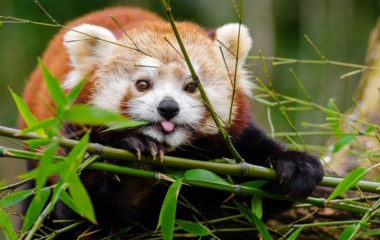 Pet razloga zasto gubimo biodiverzitet