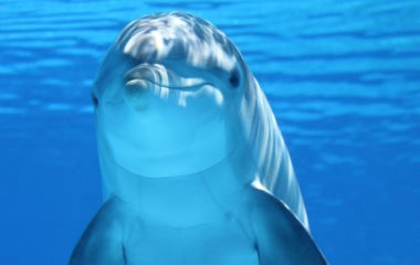 Svetski dan okeana - Planeta okean plima i oseka se menjaju