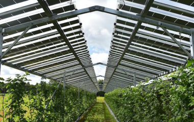 solarna elektrana iznad malinjaka