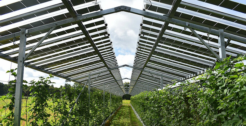 solarna elektrana iznad malinjaka