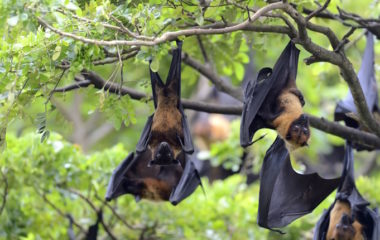 Uticaj solarnih elektrana na biodiverzitet: Slepi misevi izbegavaju solarne elektrane