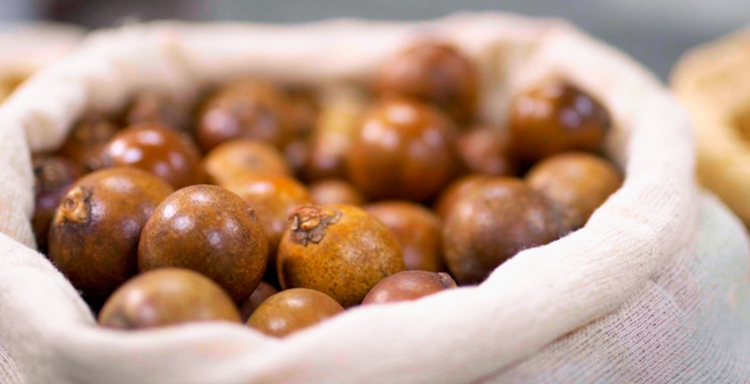 Makauba, brazilska biljka kljucna sirovina za pravljnje biogoriva