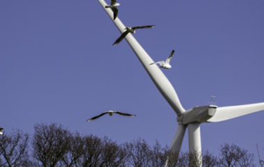 Nova studija pokazala da vetroturbine nemaju negativan uticaj na ptice