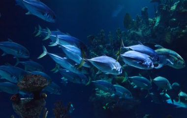 Zasto se ribe vrte u krug dok ne uginu