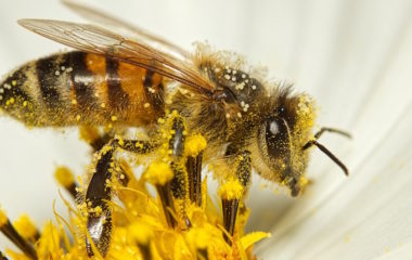 Svetski dan pcela 2024, pcele i mladi