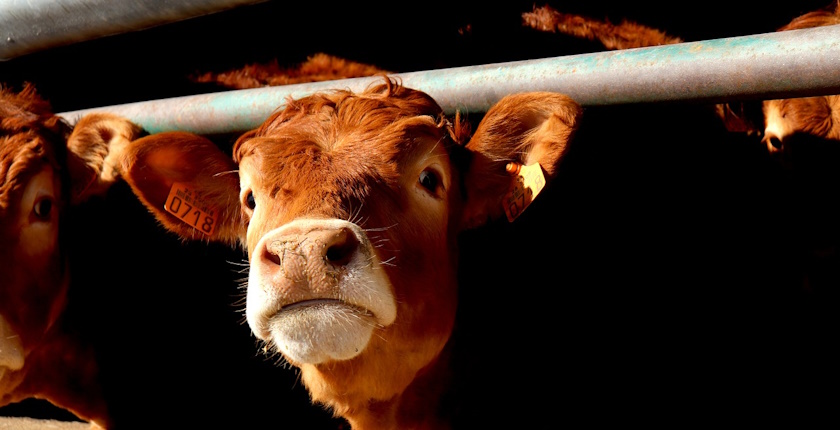 Klimatske promene i proizvodnja hrane, stočarstvo