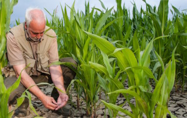 Klimatske promene i proizvodnja hrane – koje biljne vrste nestaju