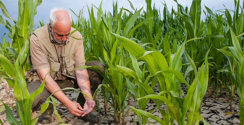Klimatske promene i proizvodnja hrane – koje biljne vrste nestaju