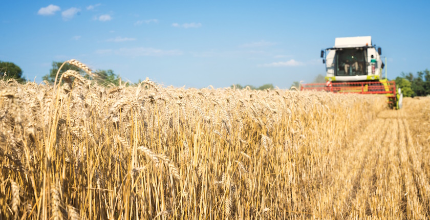 klimatske promene i poljoprivreda, zitarice