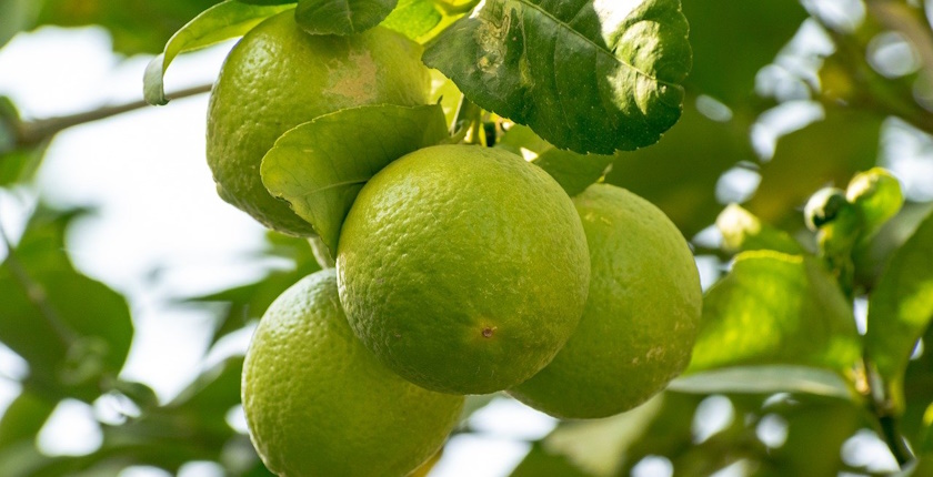 klimatske promene i uzgoj hrane, citrusi