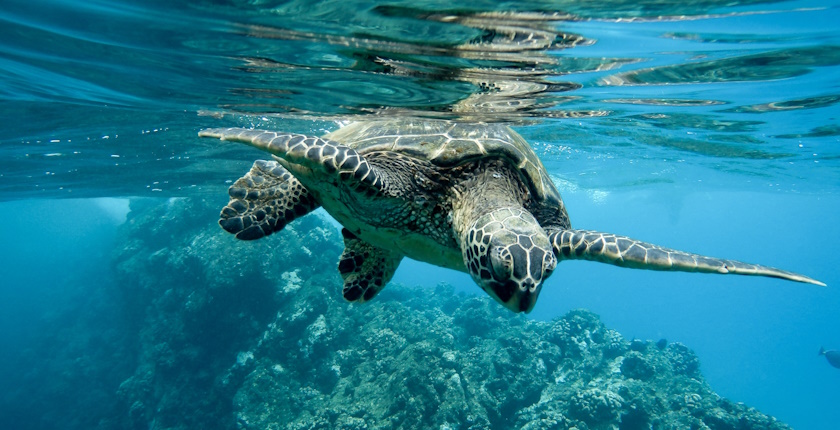 Ekonomska steta zagadjenja okeana iznosiće 731 milijardu dolara do 2050. godine