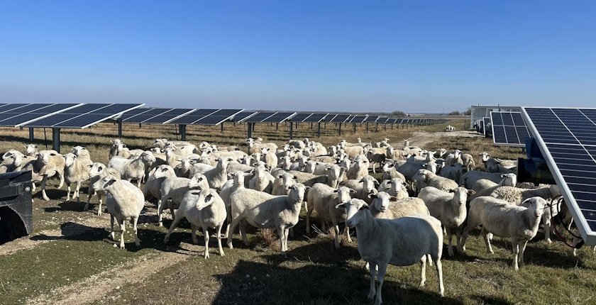 solar ovce ispasa agrosolar enel teksas