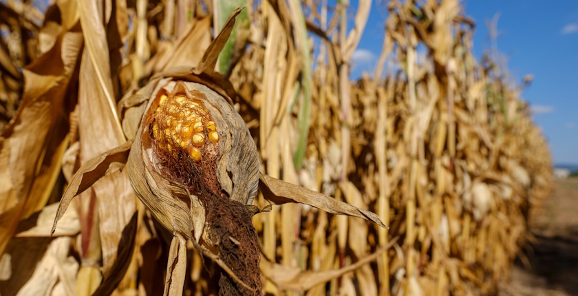 susa, poljoprivreda, srbija