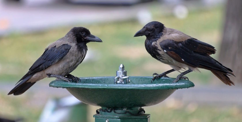 vrucina smrtni slucajevi evropa studija