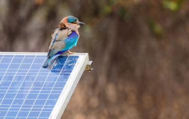 Zastitnici ptica Rumuniji blokirali izgradnju najvecih projekata solarnih elektrana Evropi
