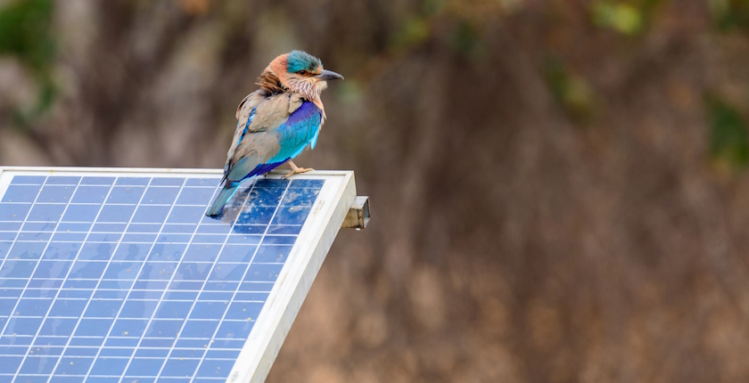 Zastitnici ptica Rumuniji blokirali izgradnju najvecih projekata solarnih elektrana Evropi