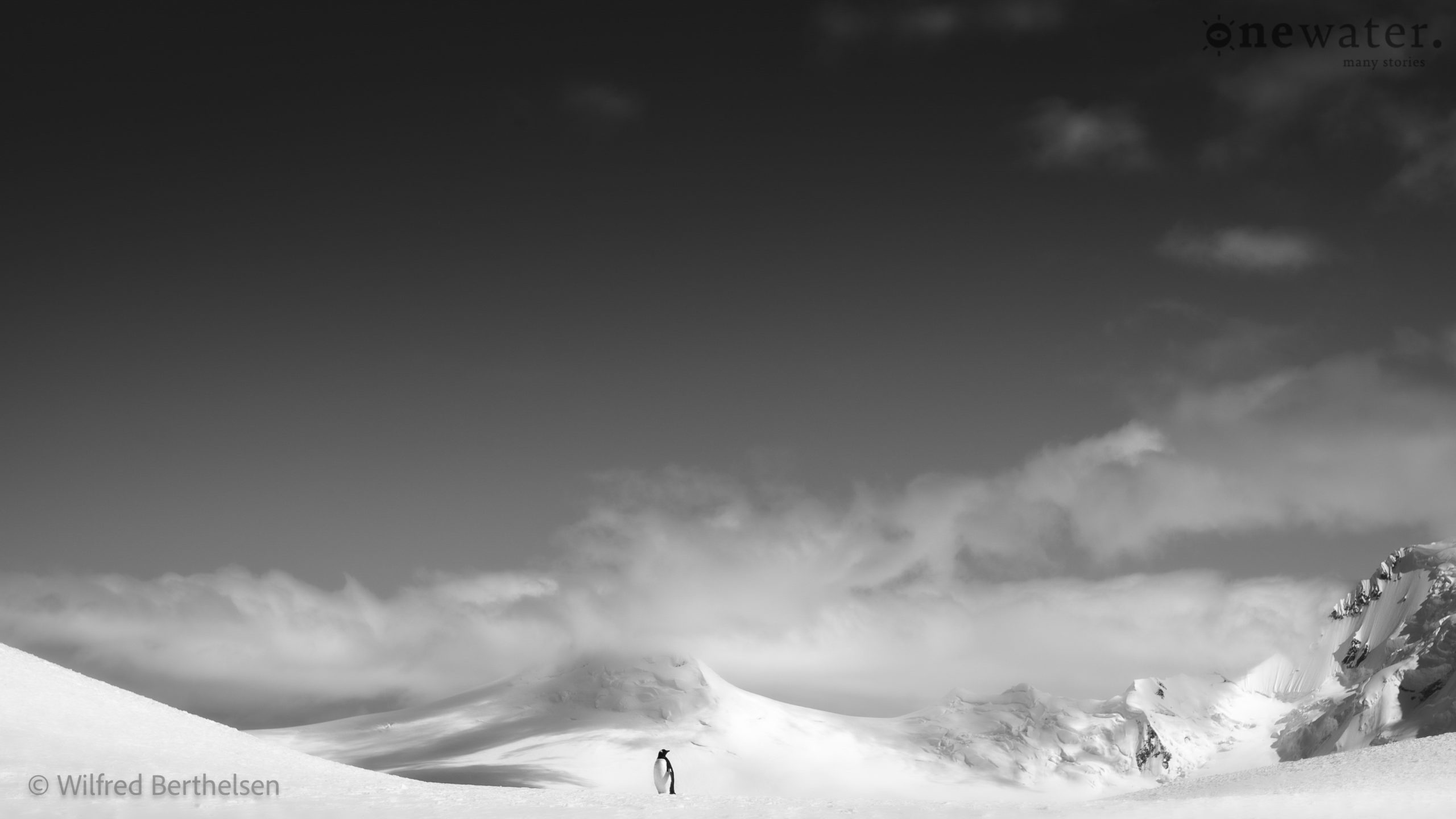 Antarktik. Fotografija usamljenog pingvina u blizini luke Port Lokroj, najjužnije pošte na svetu. © Vilfred Bertelsen