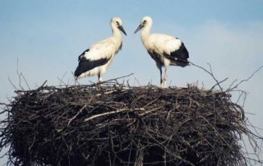 elektro ljubljana, rode