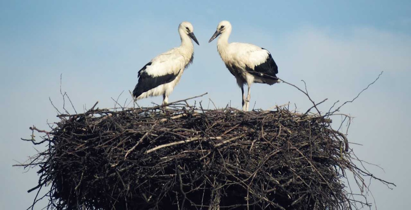 elektro ljubljana, rode
