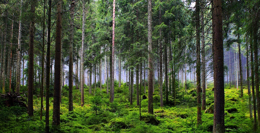 srbija posumljavanje degradirane sume klimatske promene fao zeleni klimatski fond