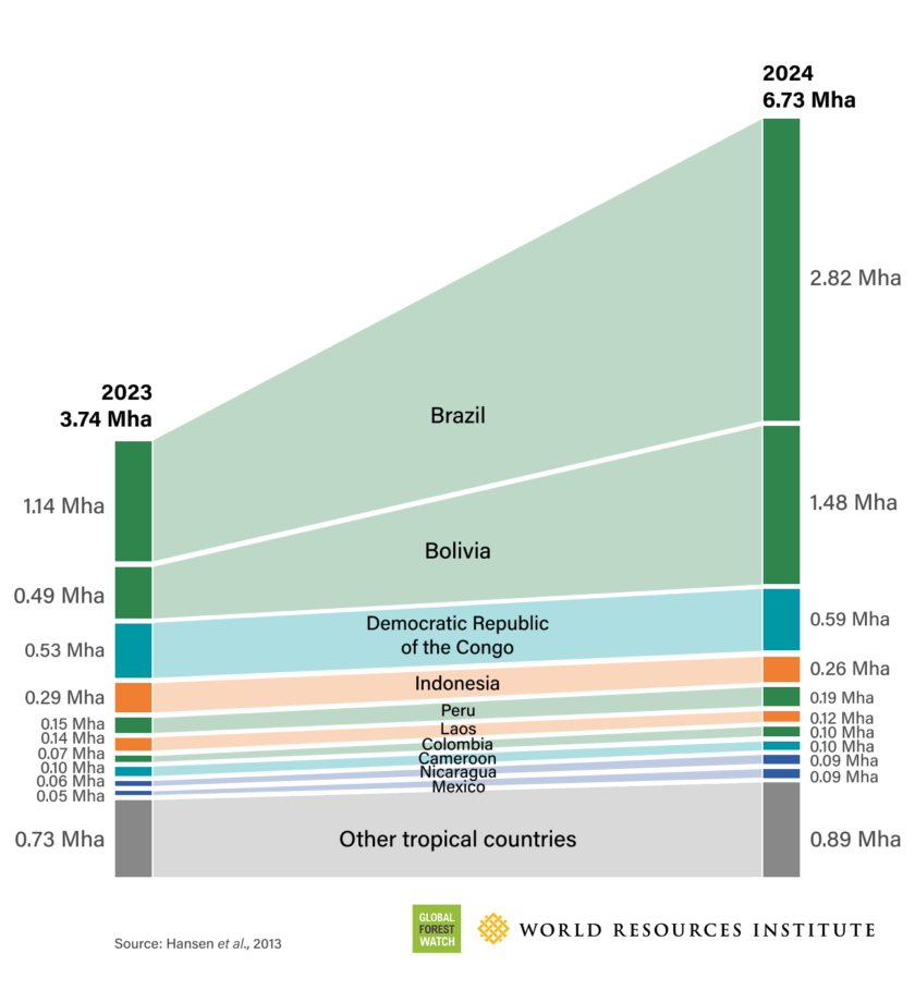 10 zemalja koje su izgubile najviše šume u 2024. godini 
