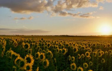 solarne elektrane egesa enerji vojvodina