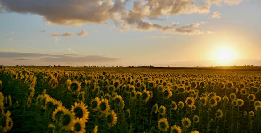 solarne elektrane egesa enerji vojvodina