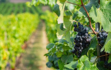 Radionica o ekoloskom vinogradarstvu 14. juna u Velikom Mateju