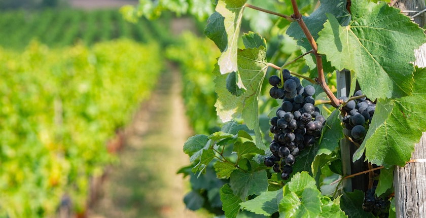 Radionica o ekoloskom vinogradarstvu 14. juna u Velikom Mateju