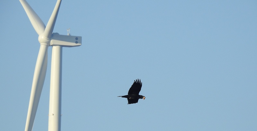 Oikon, sistemi za zaustavljanje vetroelektrana po potrebi