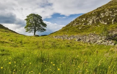 robin hud drvo, zbog sece drveta cetiri godine zatvora