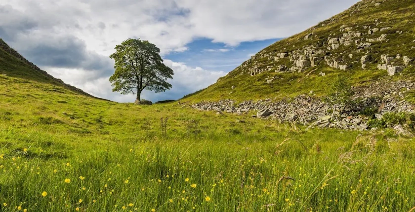 robin hud drvo, zbog sece drveta cetiri godine zatvora
