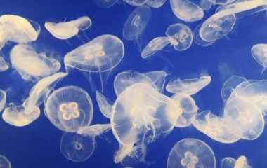 Najveca nuklearna elektrana u Zapadnoj Evropi zatvorena zbog najezde meduza