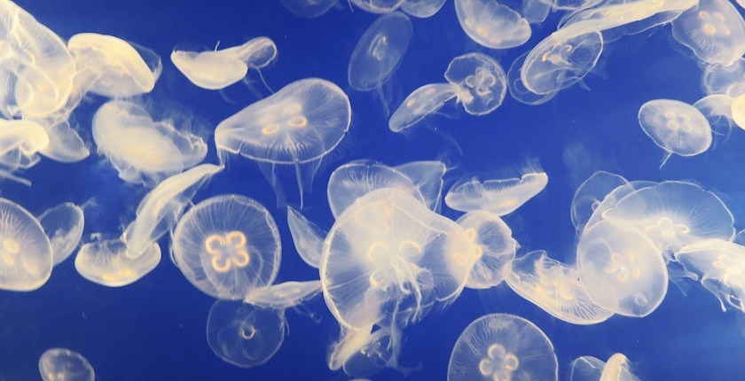 Najveca nuklearna elektrana u Zapadnoj Evropi zatvorena zbog najezde meduza