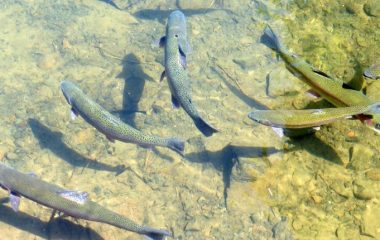 evropa ribe pfas vecne hemikalije izvestaj