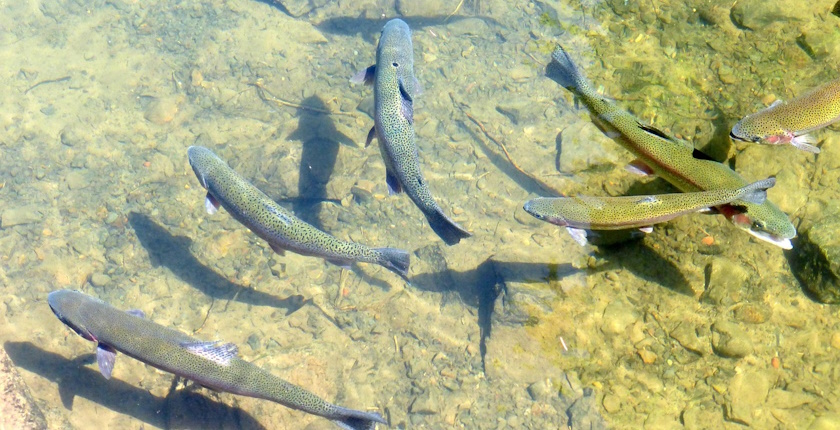 evropa ribe pfas vecne hemikalije izvestaj